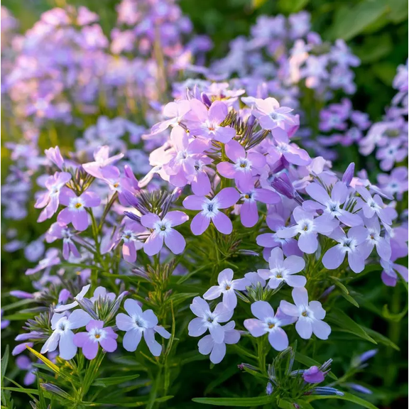 2500 Seeds Evening Scented Stock Seeds for Planting, Matthiola Longipetala Seeds, Easy to Grow Groundcover for Garden