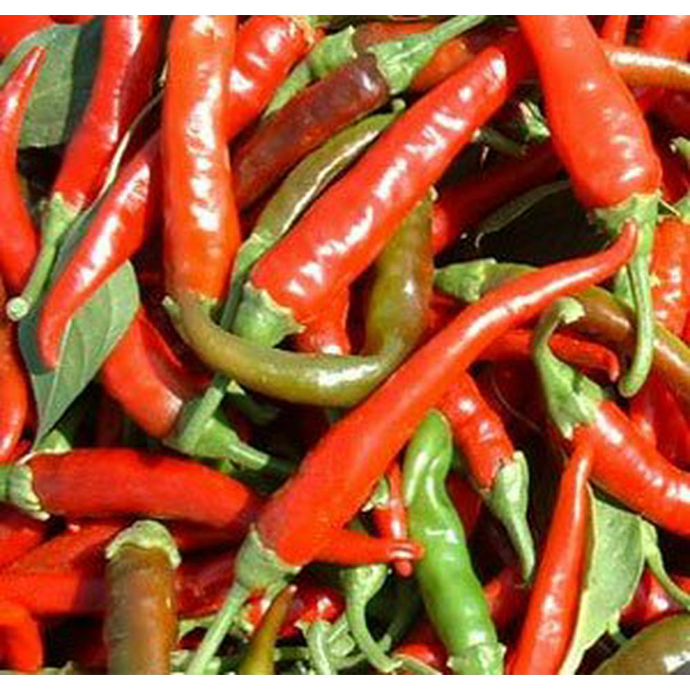 Cayenne Long Slim Pepper Plant Two (2) Live Plants Not