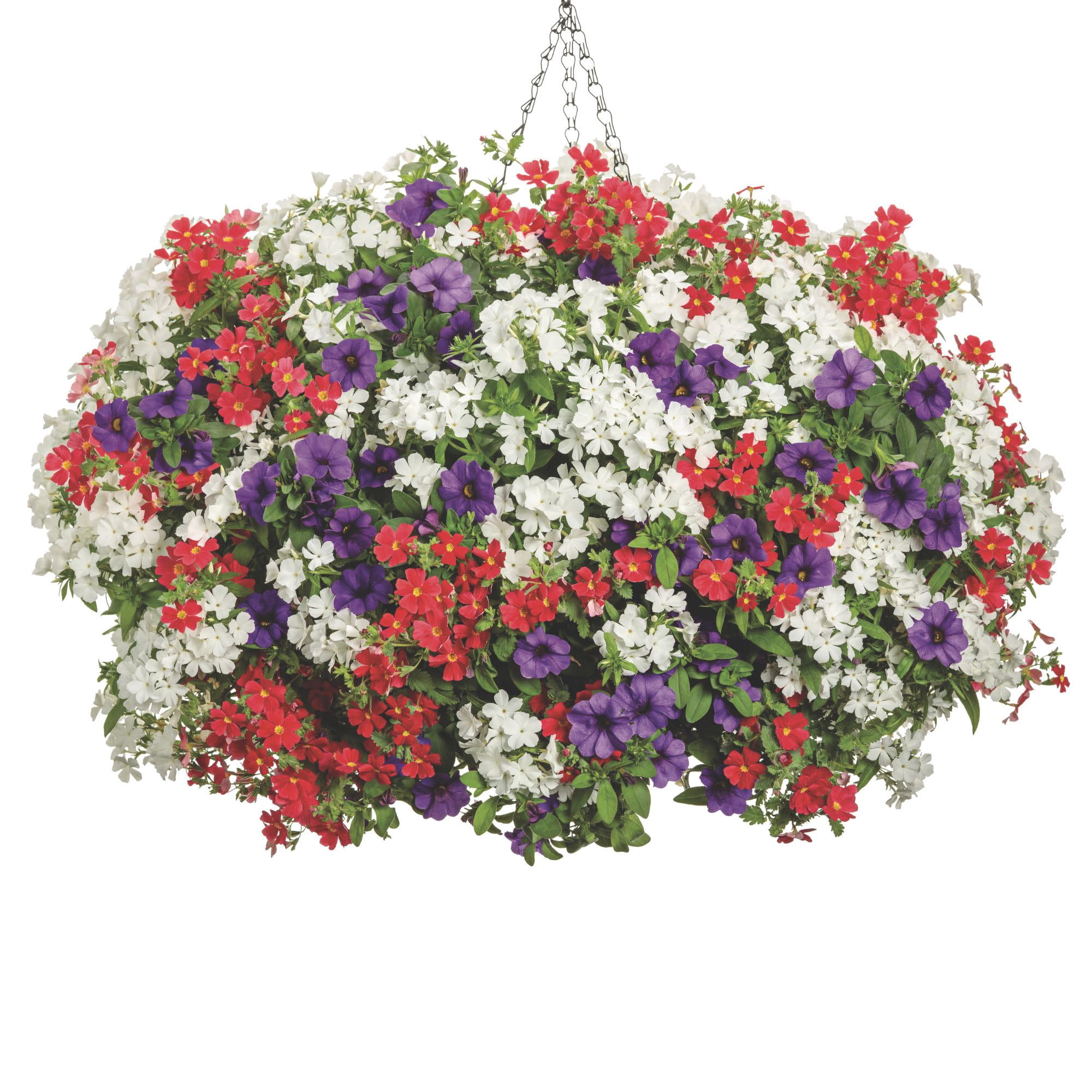 Proven Winners 4" Superbells Blue Calibrachoa Live Plant in 4.25" Pot (4 Count)