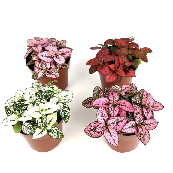 Hypoestes Splash Collection Live Polka Dot Plants, 4 Pack in 2 Inch Pots, Pink Red White Rose Colors, Air Purifying Indoor House Plants