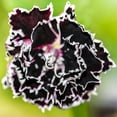 thumbnail image 3 of 30 Black & White CHIANTI DIANTHUS Chinensis China Pink Flower Seeds, 3 of 8