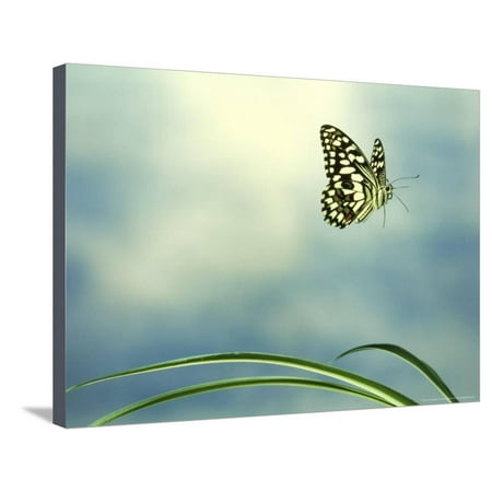 Checkered Swallowtail in Flight Stretched Canvas Print Wall Art By Barrie (Best Flight Checker App)
