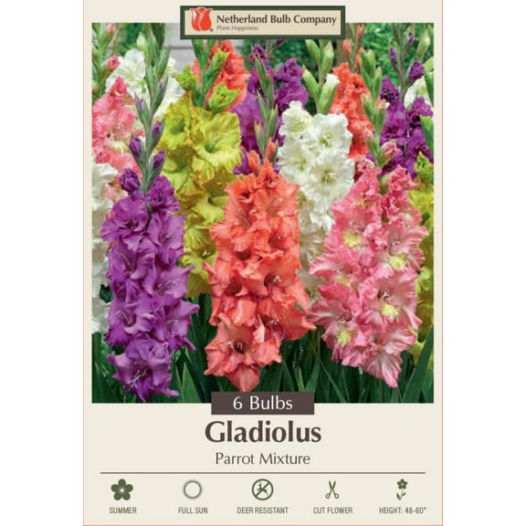 Parrot Mix Gladiolus 6 Bulbs 12/14cm Bulbs - Super Value!