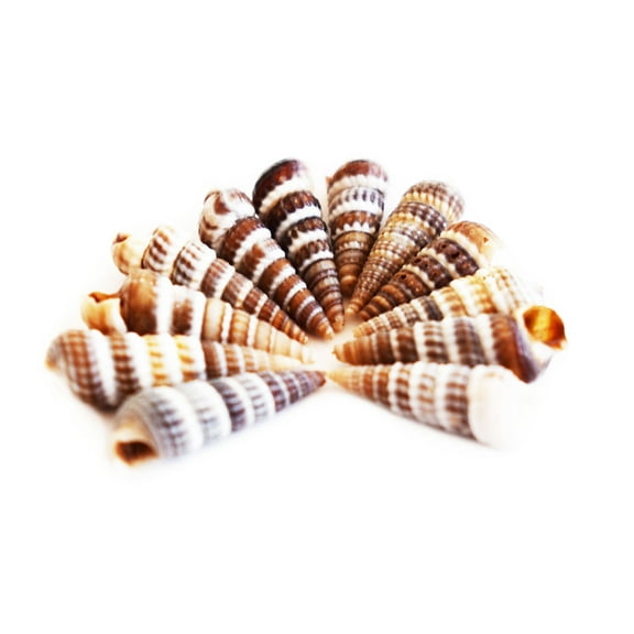 1/2 Lb (over 1000) Tiny "Little Unicorn Horn" Shells (1/2"-3/4") Beach Wedding Crafts Rhinoclavis Ocean Art