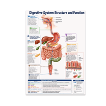 Skeletal System Structure and Function Poster, Anatomy Education ...