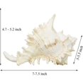 thumbnail image 2 of Grands Coquillages Naturels, Grande Conque Océanique 7-8 Pouces Coquillages Jumbo Parfaits, 2 of 4