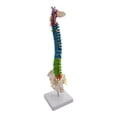 thumbnail image 3 of Spine Model, 45cm Life Size Model with Vertebrae, Nerves, Arteries, Column, and Pelvis, Includes Stand, for Student Biology Class , with Pelvis Standing, 3 of 8