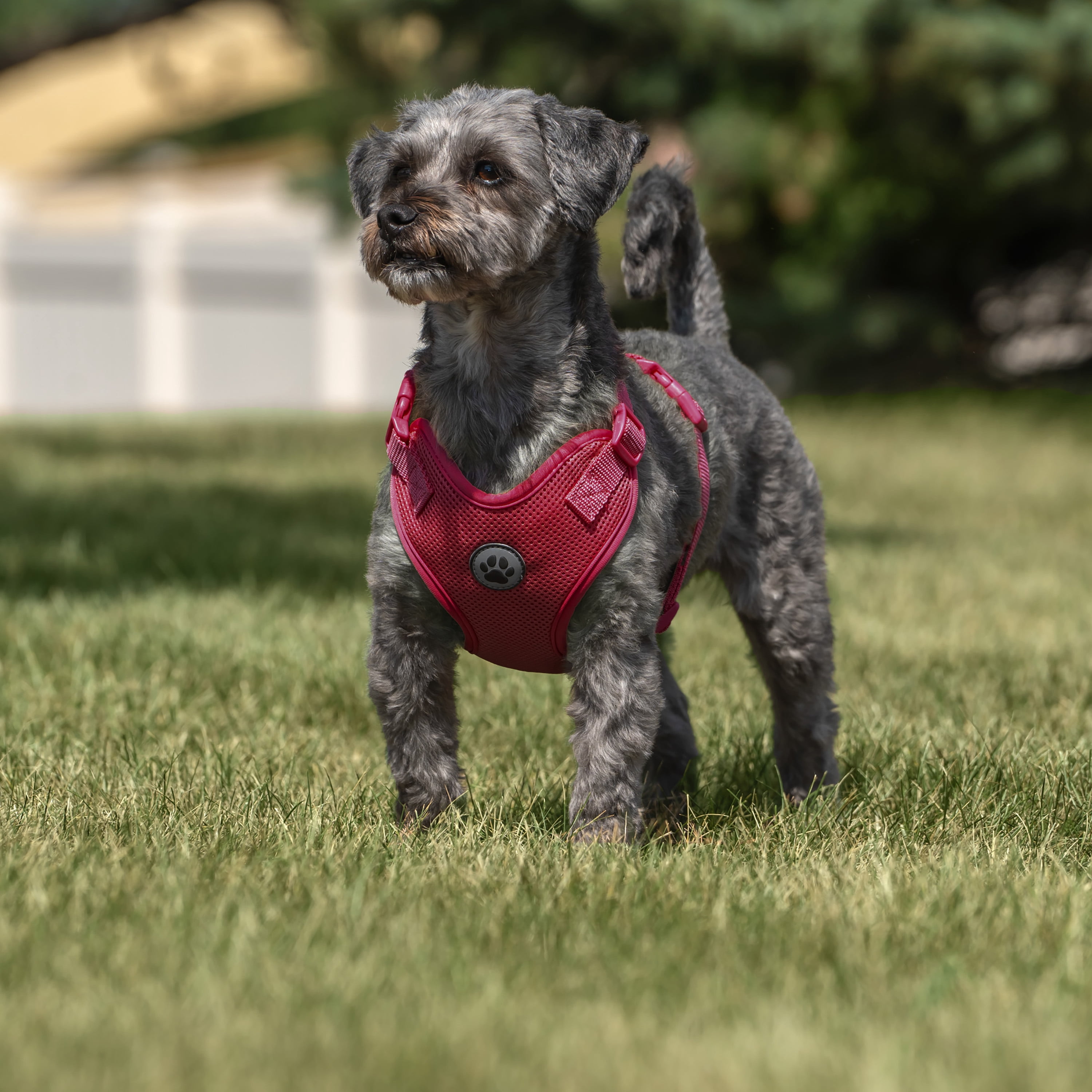 Vibrant Life Polyester Mesh Adjustable and Reflective Dog Walking Harness, Red, M
