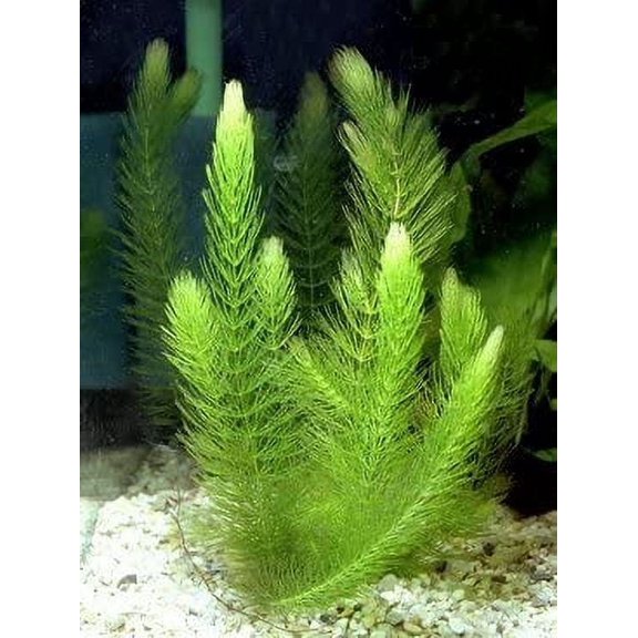 Half Price Joe's 1 Pound (1 Lb) Hornwort Branches (Horn Worth) Plant for Oxygenating Aquariums & Ponds