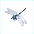 thumbnail image 4 of Juguete repelente de mosquitos para exteriores, modelo de libélula de simulación, repelente de mosquitos, longitud del ala 12 cm, 4 of 5