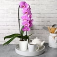 thumbnail image 5 of Just Add Ice 16-30” Waterfall Orchid Live Plant in 5” White Pot, 5 of 5