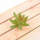 thumbnail image 4 of Mini suculentas Toystoory 10 piezas plantas simuladas decorativas, 4 of 6