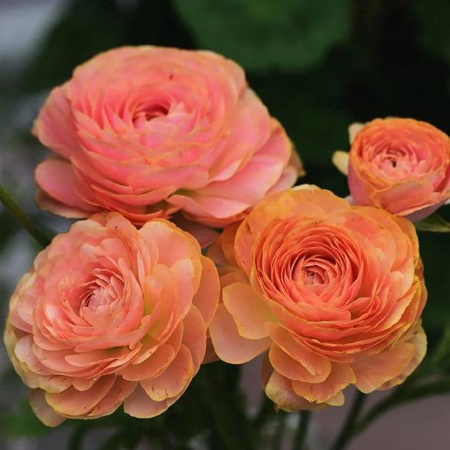 GSDWIUEW Ranunculus Bare Roots for Planting Canada, Perennial Flower Ranunculus, Easy to Grow, Ranunculus Bare Roots for Spring and Autumn Planting Home Garden Indoor and Outdoor(Champagne,20 Pack)