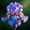 B, variant on Premium Iris For Planting-Perennial-Fresh Accent for Courtyard and Borders-Garden Decoration(Non-Artificial)