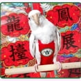 thumbnail image 7 of GYTY Bird Diapers Leash Set Washable Reusable Handmade Flight Suit Waterproof Inner Layer - Protective Parrot Nappy Clothes Parakeets Macaws Budgies Canaries (Black1,Sun Conure), 7 of 7