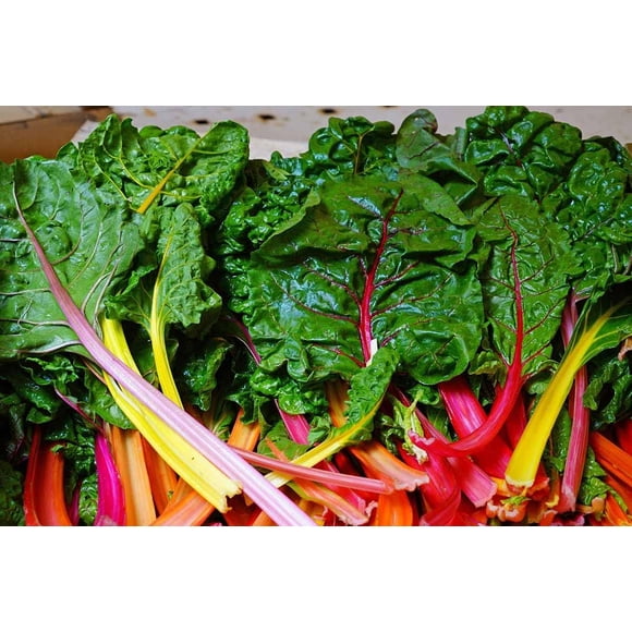 GSDWIUEW Organic Swiss Chard Seeds, Garden Vegetable, 100 Seeds