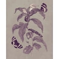 thumbnail image 2 of Merian, Maria S. 20x24 White Modern Wood Framed Museum Art Print Titled - Nature Study in Plum and Taupe I, 2 of 4