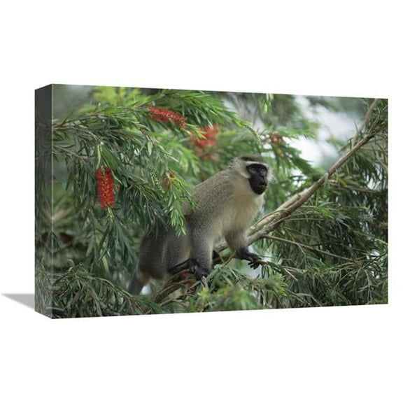 Global Gallery Black-Faced Vervet Monkey in Tree - East Africa Art Print - Konrad Wothe