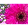 thumbnail image 2 of Grayscale 14x12 White Modern Wood Framed Museum Art Print Titled - Flower Center II, 2 of 4