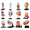 thumbnail image 1 of 12 options Human Body Model Removable Parts Education Organs Model For Teaching Study Class Students, 1 of 2