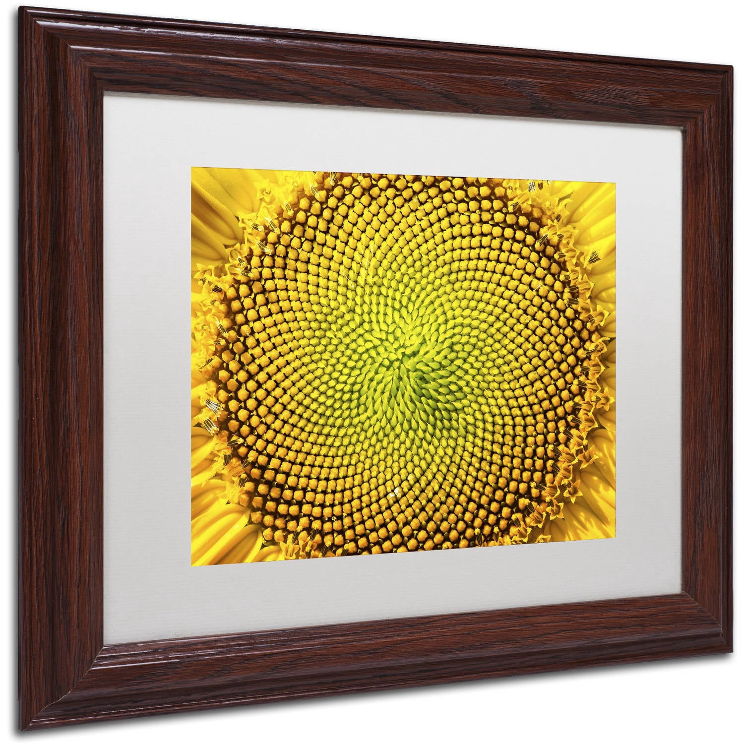 Trademark Fine Art "Cosmic Patterns in Nature" Canvas Art by Kurt Shaffer, White Matte, Wood Frame