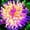 A, variant on Dahlia, Low Maintenance - Easy Grow - Ideal for Beds Borders, Plant Pots & Planters