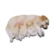 thumbnail image 2 of Figura de perro en miniatura,Figura de perro en miniatura para decoración de jardín de hadas,Figura de animal en miniatura para maceta decorativa,Accesorios para casas de muñecas con, 2 of 8