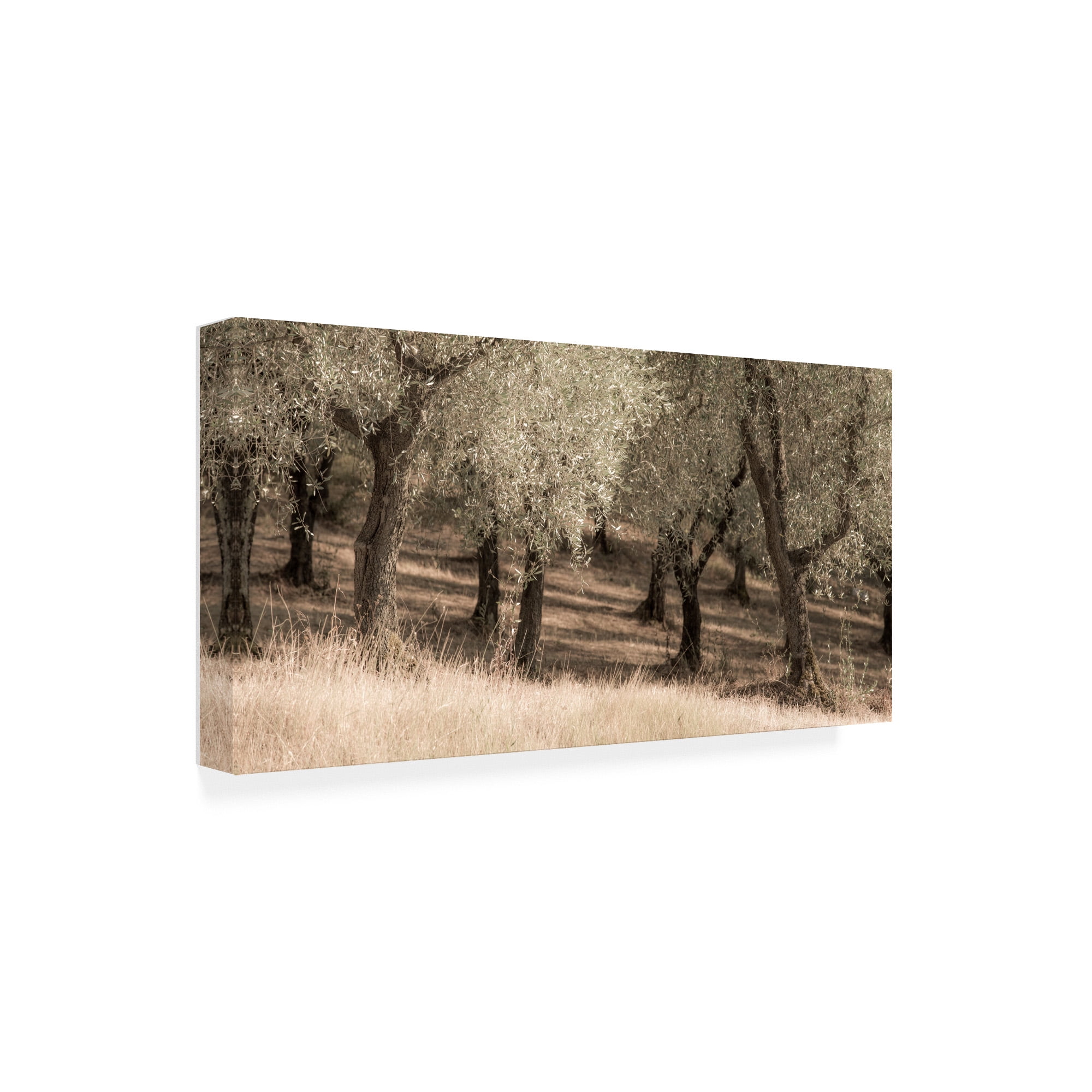 Trademark Fine Art 'Olive Trees Tall Grass' Canvas Art by Dan Ballard