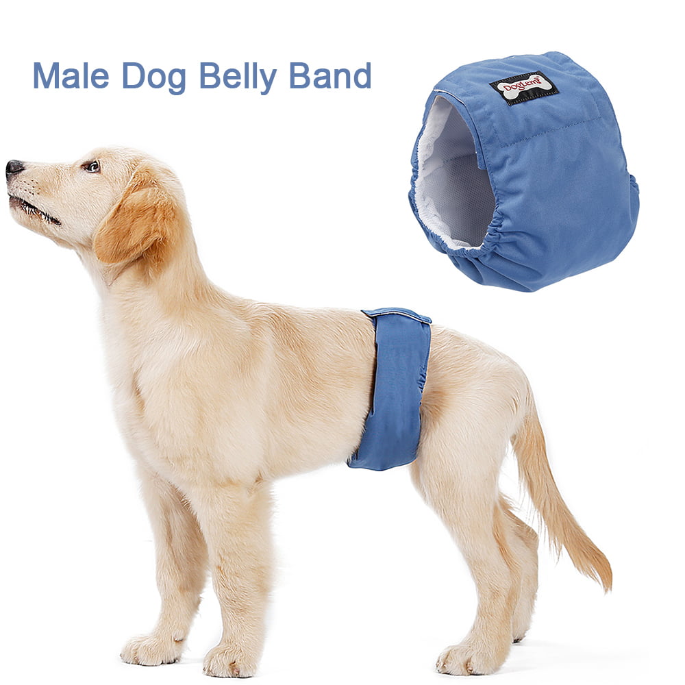 male dog belly