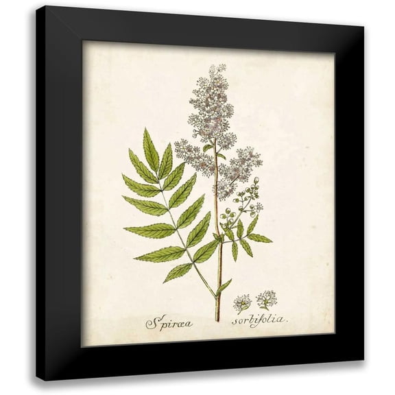Unknown 12x14 Black Modern Framed Museum Art Print Titled - Antique Herb Botanical III