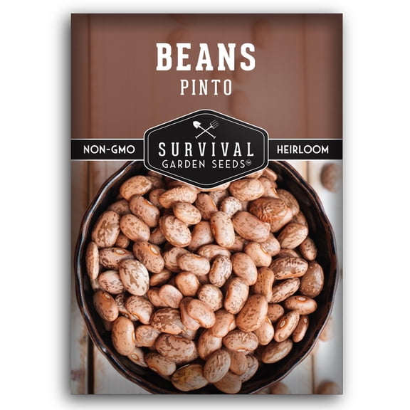 Pinto Bean Seeds - Full Sun Annual Vegetable - 1 Pack