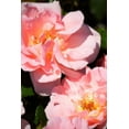 thumbnail image 2 of Alan Hausenflock 13x18 White Modern Wood Framed Wall Art Titled - Wild Roses II, 2 of 5