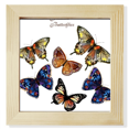 thumbnail image 1 of Mariposas con alas de color diferentes Unbranded Pantalla de escritorio marco cuadrado tamaño 8 x 8, 1 of 4