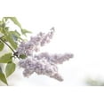 thumbnail image 2 of Schlabach, Sue 18x13 White Modern Wood Framed Museum Art Print Titled - Pale Lilacs I, 2 of 4