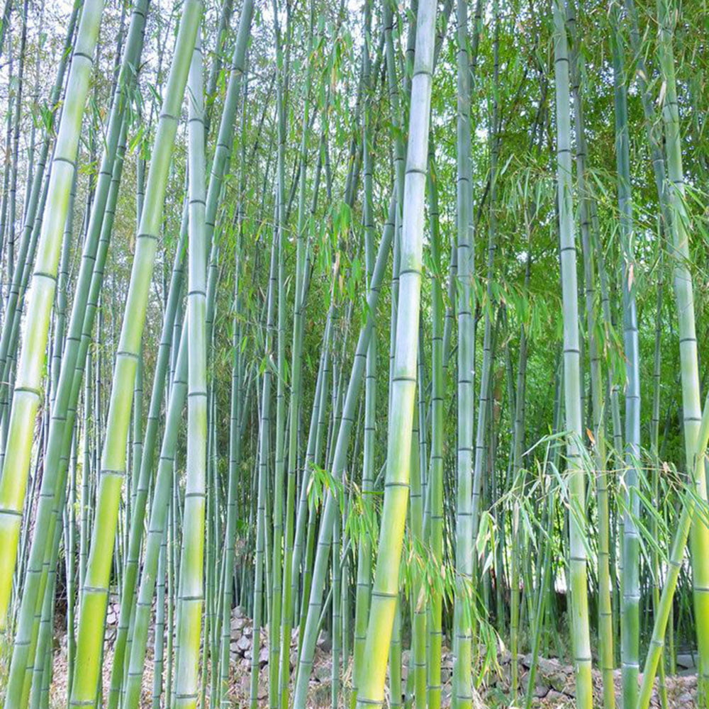moso bamboo phyllostachys pubescens