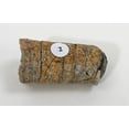 thumbnail image 4 of American Educational 3005B Sac de Démarrage Fossile, 4 of 5