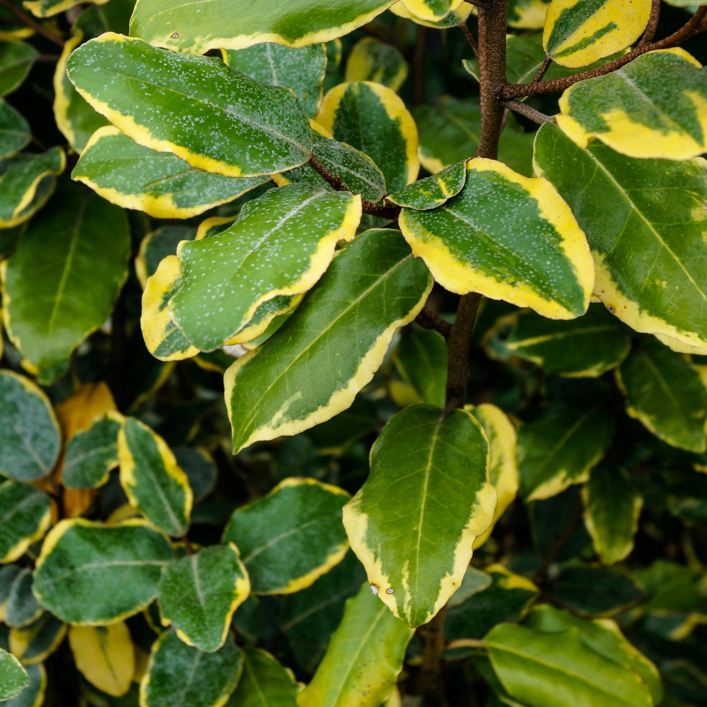 3 gal. Elaeagnus Olive Martini