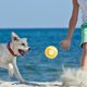 thumbnail image 5 of Juguete de dentición elástico sólido para perros | Juguete masticable de PVC duradero para cachorros y perros | Juguete portátil pequeño de 6 cm para morder, masticar y fortalecer el agarre | Dispo, 5 of 5