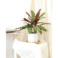 thumbnail image 6 of Calathea Rattlesnake Plant (6"+ Terracotta Pot) - Live, Healthy Houseplant for Home Office Decoration - Easy to Care Houseplant for Beginners - Beautiful Colorful Foliage Indoor Plant, 6 of 8