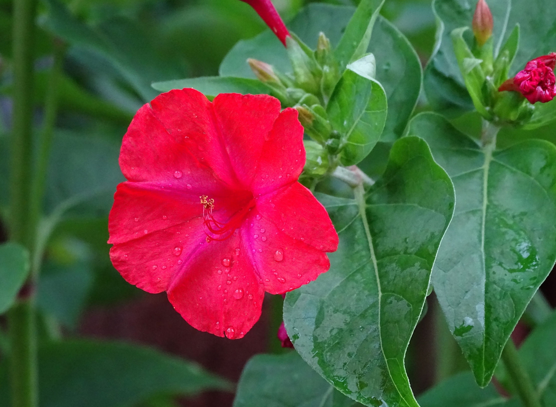 Seeds Serendipity S 4 O Clock Red Flower 25 Seeds Mirabilis Jalapa Brilliant Blooms Four Oclock Serendipity Seeds Walmart Com Walmart Com Seeds Serendipity S 4 O Clock Red Flower 25 Seeds Mirabilis Jalapa Brilliant Blooms Four Oclock Serendipity Seeds Walmart Com Walmart Com