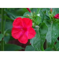 SEEDS = = Serendipity's 4 O'clock- Red Flower-  25 Seeds -Mirabilis jalapa- Brilliant Blooms Four oclock = =Serendipity Seeds