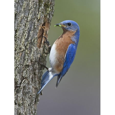 Eastern Bluebird Nest - Eastern Bluebird with Caterpillar Prey in its Bill at its Nest Hole in a Tree Trunk (Sialia Sialis) Print Wall Art By Gustav Verderber