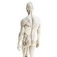thumbnail image 4 of Figura de anatomía humana Sunnimix Modelo Masculino blanco, 4 of 8