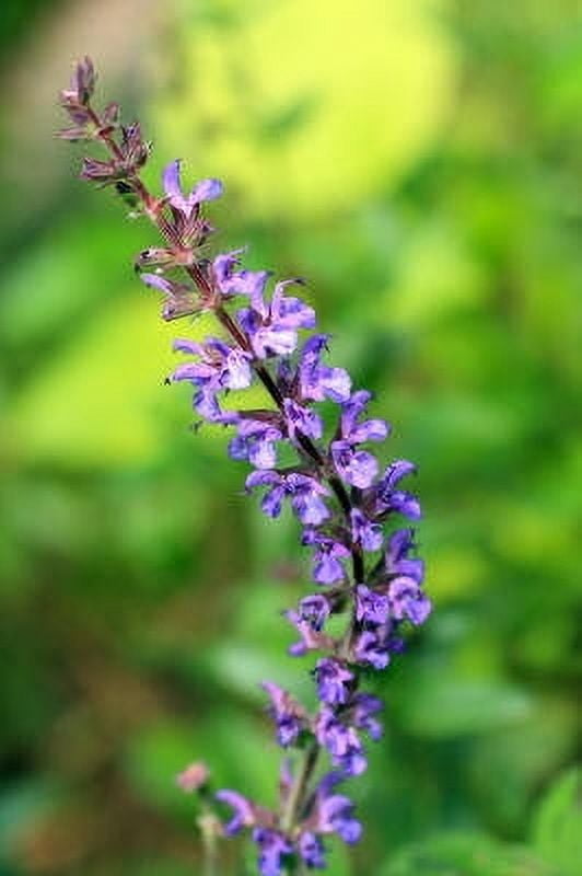 Sage Dalmatian Essential Oil 1 fl oz (30 ml) - 100% Pure and Natural by Silky Scents