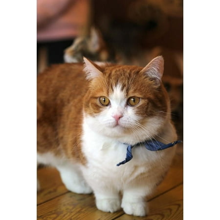 Orange and White Munchkin Cat Journal: 150 Page Lined ...