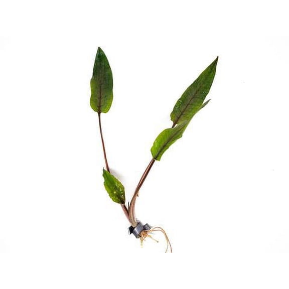 Cryptocoryne Undulata Live Aquarium Plant, Freshwater Rosette Midground Background Plant