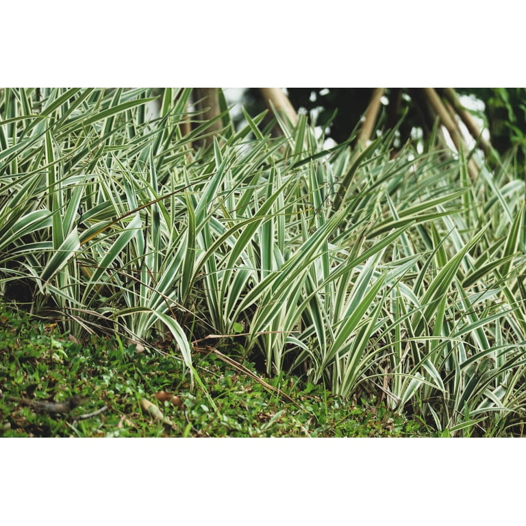 1000 Variegated RIBBON GRASS Reed Canary Phalaris Arundinacea Pink Flower Seeds