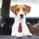 thumbnail image 3 of Pet Tie Dog Tie Adjustable Costume Dog Collar Ties Party Accessories Christmas Costume, 3 of 4