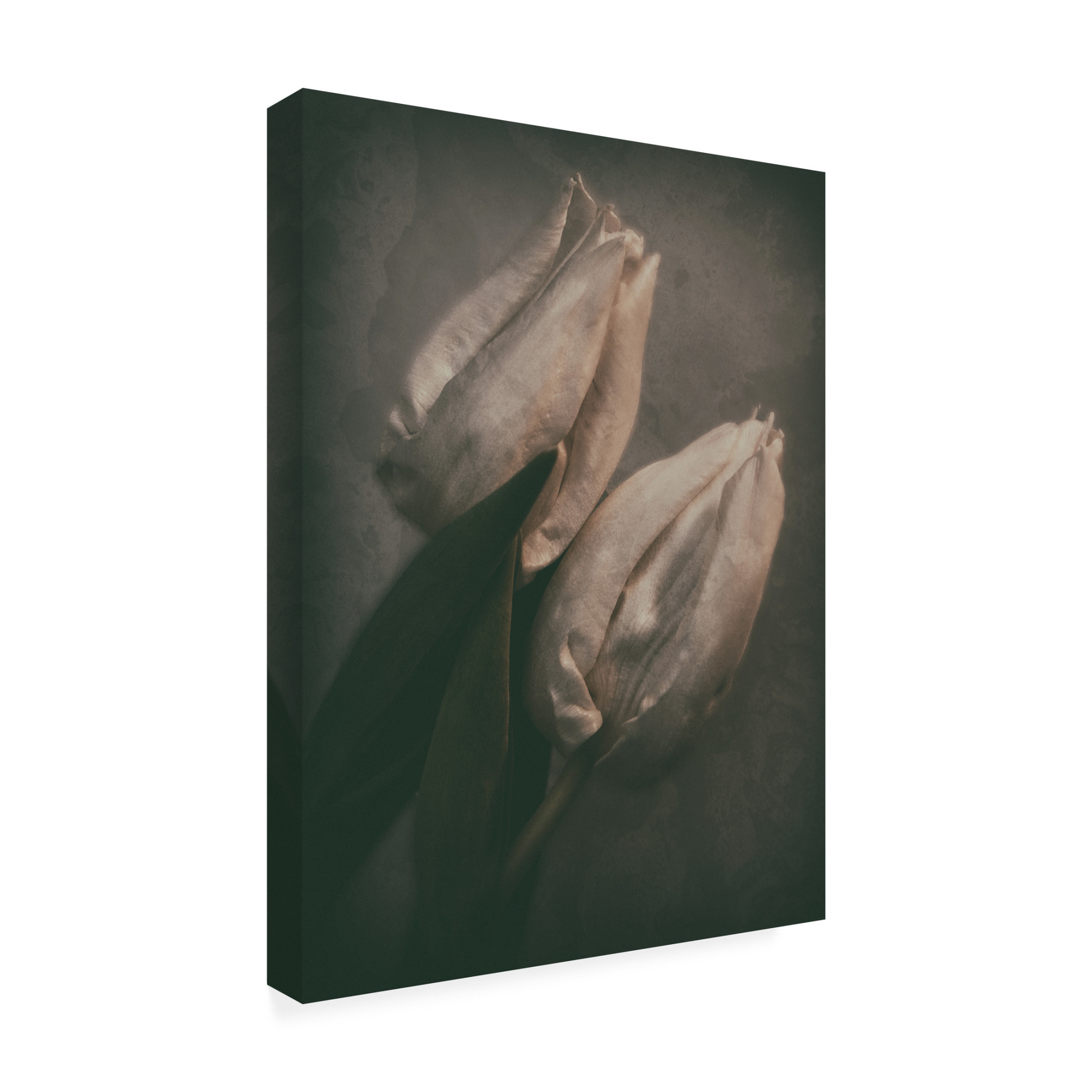 Trademark Fine Art Yvette Depaepe Love At First Sight Canvas Wall Art