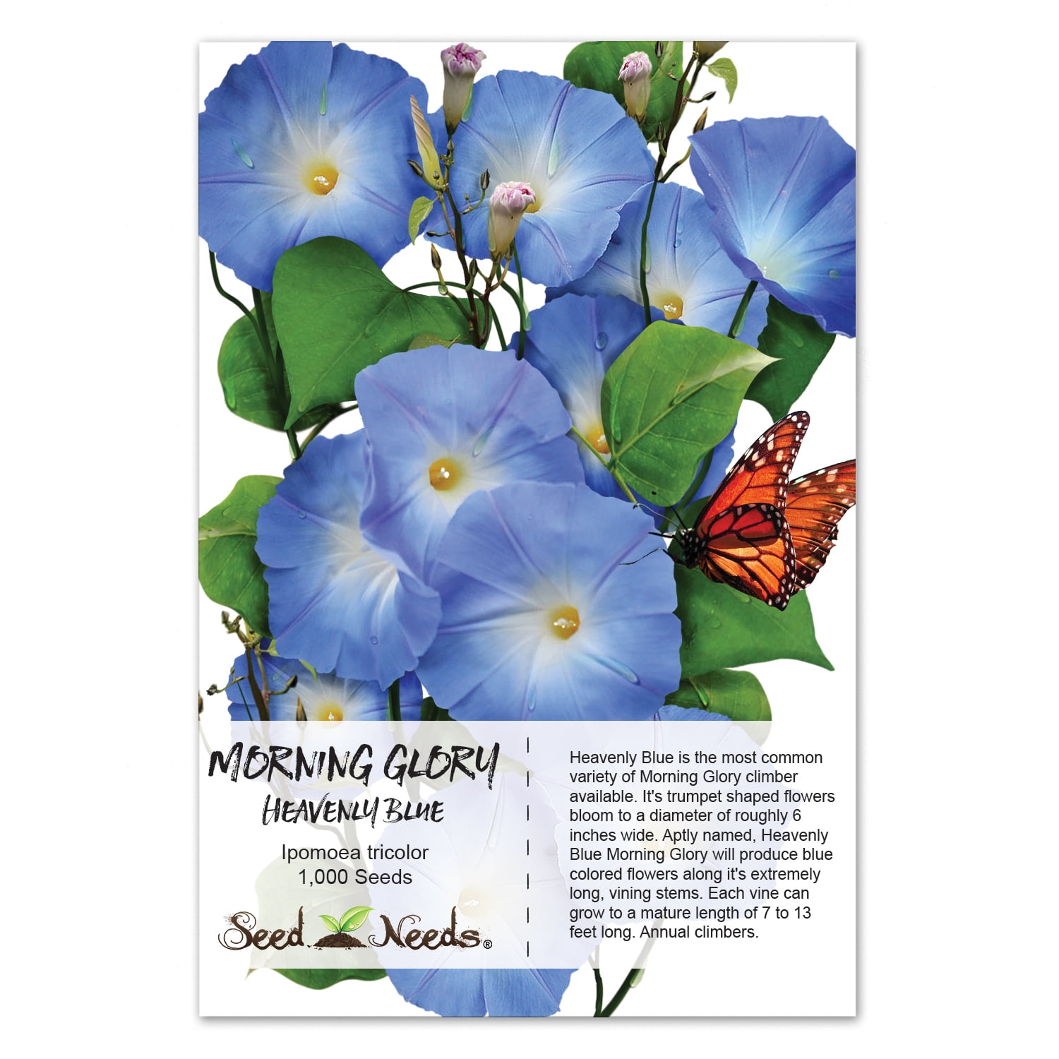 Packet Of 1 000 Seeds Heavenly Blue Morning Glory Ipomoea Tricolor Packet Of 1 000 Seeds Heavenly Blue Morning Glory Ipomoea Tricolor Untreated Non Gmo By Seed Needs